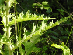 Cirsium acrolepis