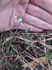 Arabis pycnocarpa