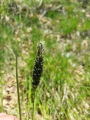 Sesleria argentea