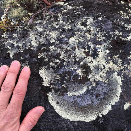 Concentric Ring Lichen