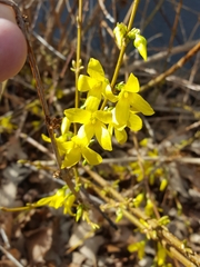 Forsythia viridissima