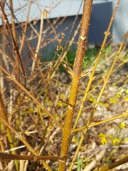 Forsythia viridissima