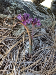 Allium abramsii