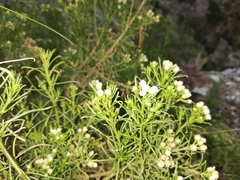 Baccharis boliviensis