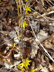 Forsythia viridissima