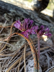Allium abramsii