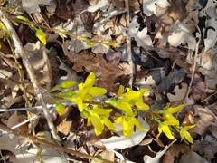 Forsythia viridissima
