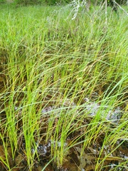 Carex granularis