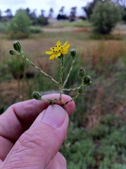 Deinandra paniculata