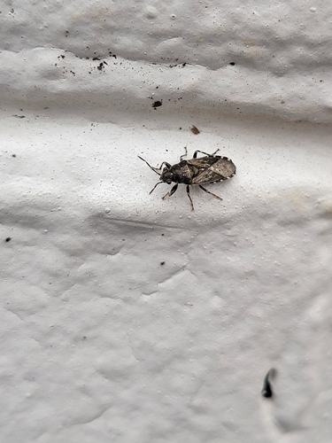 Nettle ground bug photo 3