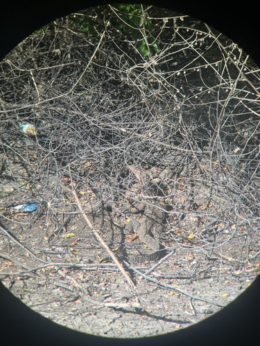 Two-striped Water Monitor — seen at this dive site