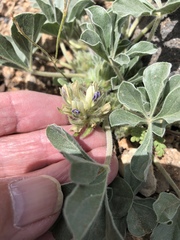 Pediomelum castoreum
