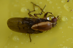Allophylopsis