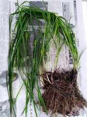 Carex squarrosa