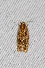 Choristoneura houstonana