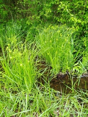 Carex squarrosa