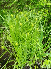 Carex squarrosa