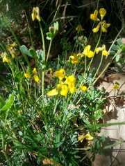 Coronilla minima