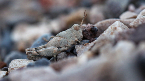 Cream Grasshopper