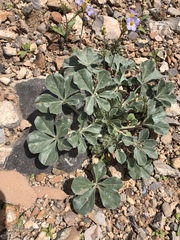 Pediomelum castoreum