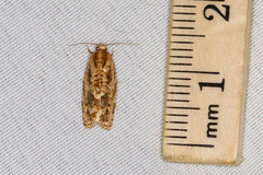 Choristoneura houstonana