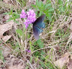 Glandularia canadensis