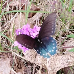 Glandularia canadensis