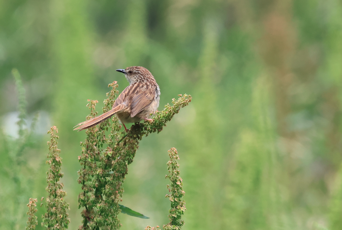 Striped Prinia