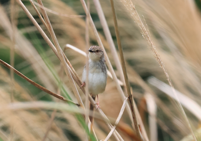 Striped Prinia