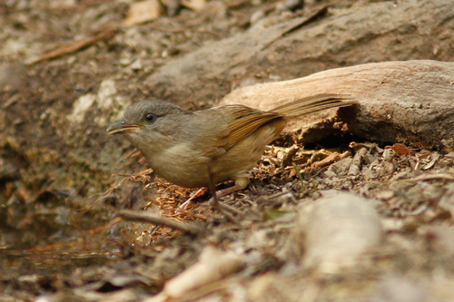 Alcippe poioicephala