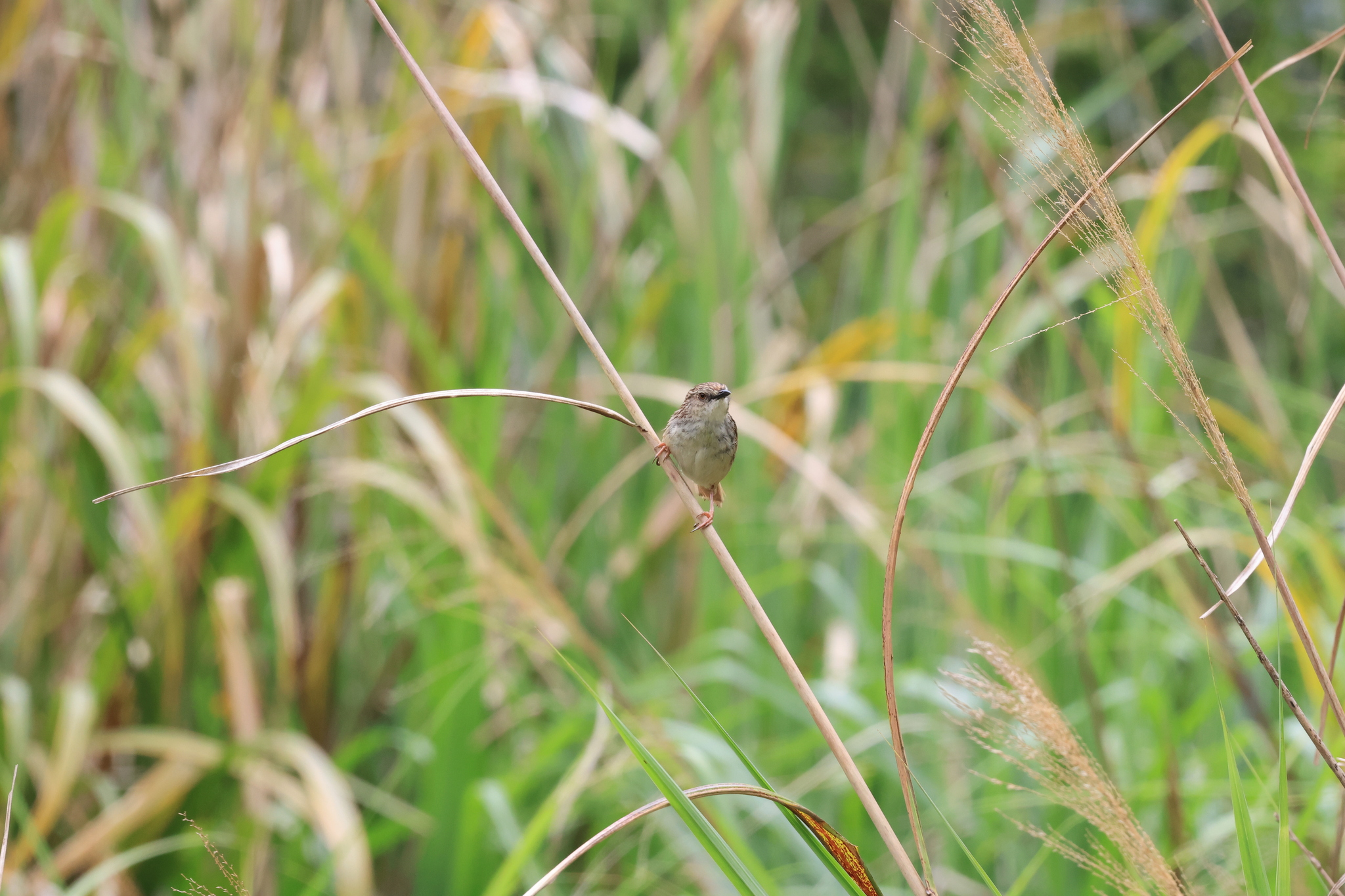 Striped Prinia
