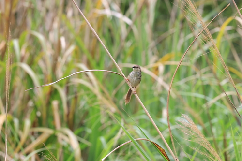 Striped Prinia (Prinia striata)