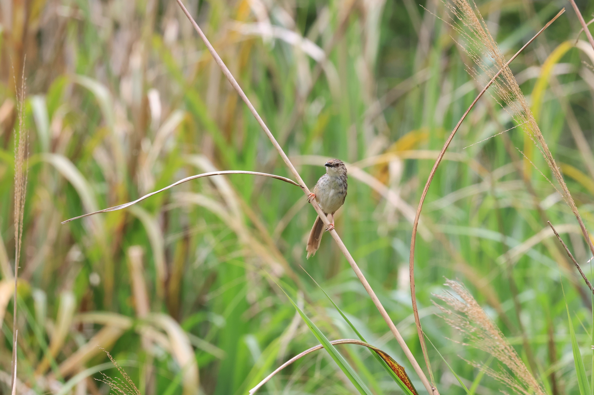 Striped Prinia