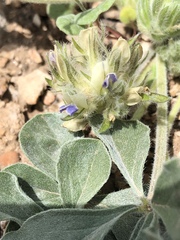 Pediomelum castoreum