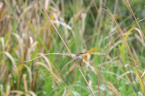 Striped Prinia (Prinia striata), photo 5