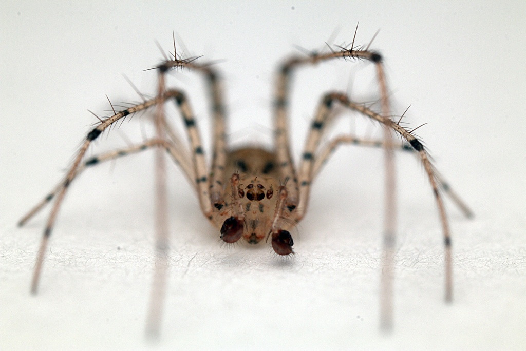 Pirate Spiders from Ruawai, New Zealand on April 17, 2023 at 05:42 PM ...