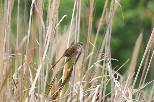 Striped Prinia (Prinia striata), photo 6