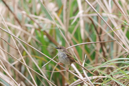 Striped Prinia (Prinia striata), photo 7