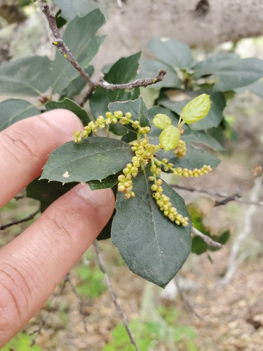 Santa Cruz Island Oak