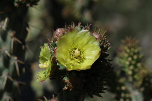 Brownspined pricklypear (Cylindropuntia bernardina)