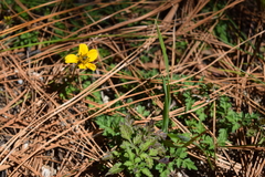 Bidens anthemoides