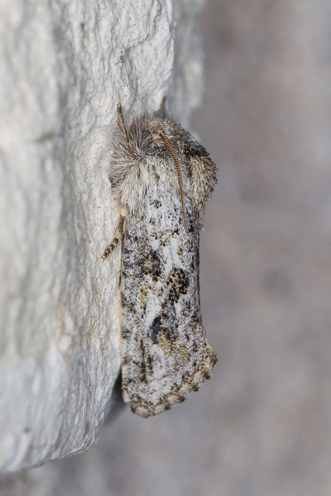 Acrolophus griseus