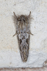 Acrolophus griseus