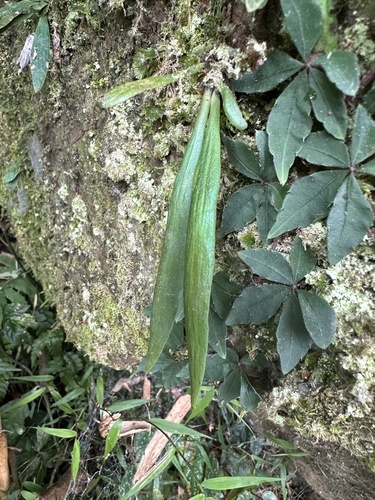 Antrophyum reticulatum observed 2024-05-03