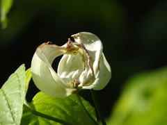 Cornus florida urbiniana