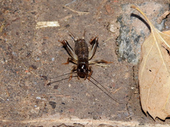 Anurogryllus