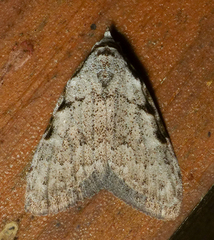 Nola triquetrana