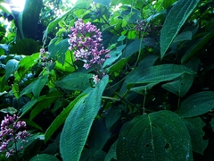 Miconieae