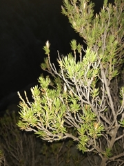 Lophopappus foliosus