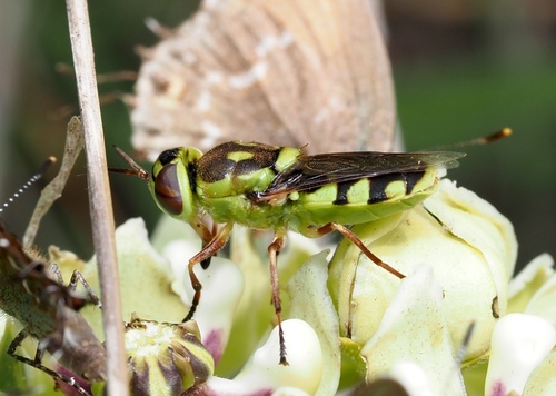 Green Soldier Fly photo 5